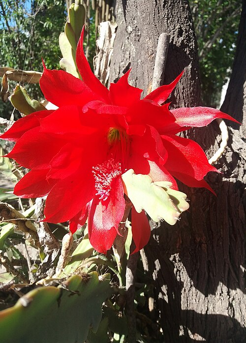 Disocactus ackermannii: Disocactus ackermannii conzattianus, Actopan, Hgo., México, 2019-07-23 (iNaturalist).