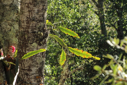 Disocactus ackermannii (Disocactus ackermannii)
