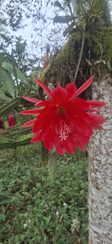 Disocactus ackermannii (Disocactus ackermannii)