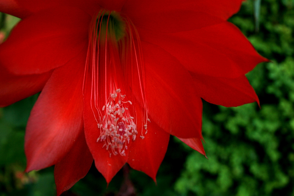 Disocactus ackermannii: Disocactus ackermannii