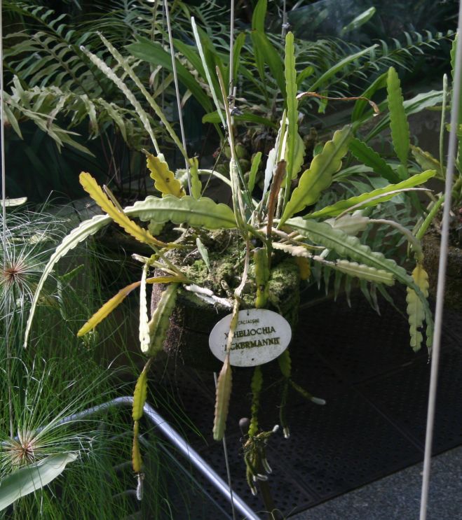 Disocactus ackermannii: Nopalxochia ackermannii (Mexikó) a madridi Real Jardín Botanico gyűjteményében