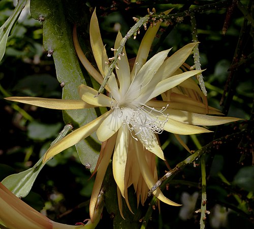 Fishbone cactus: Epiphyllum anguliger , Botanic Garden, Munich, Germany