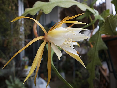 Fishbone cactus: 2015/10/01 有角孔雀 開花 Epiphyllum anguliger