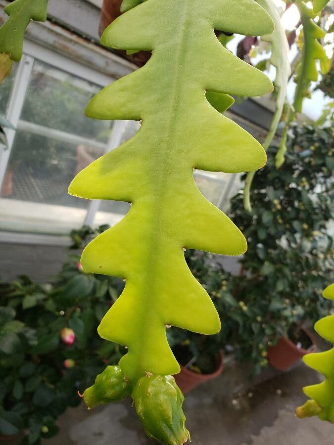 Fishbone cactus: The image features a succulent leaf from Disocactus anguliger.