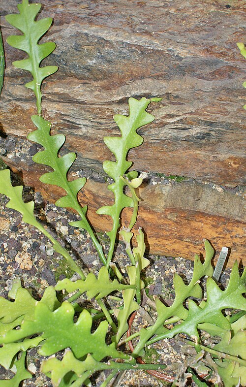 Fishbone cactus: Epiphyllum anguliger