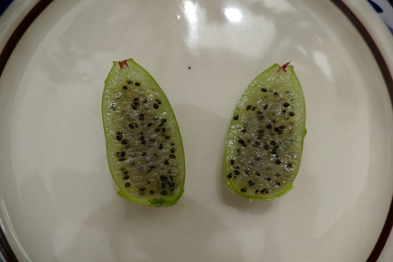 Fishbone cactus: E. anguliger fruit
