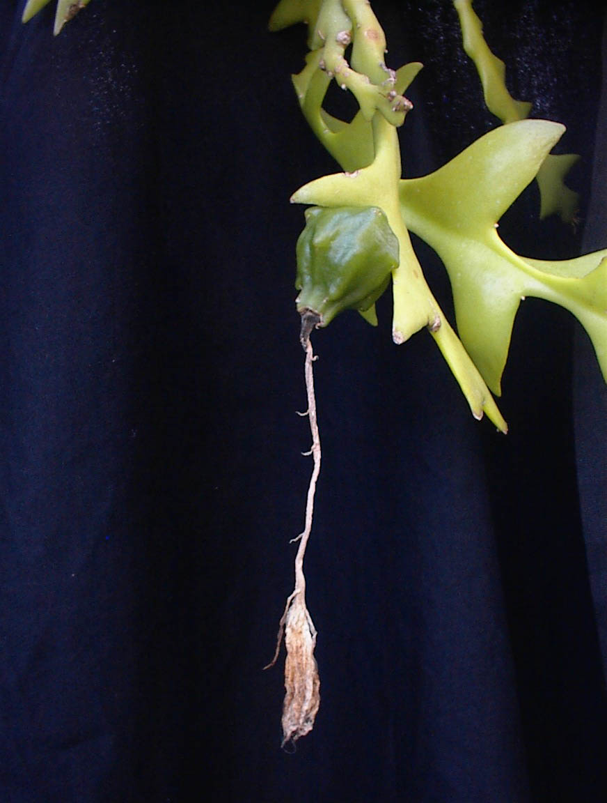 Fishbone cactus: Epiphyllum anguliger