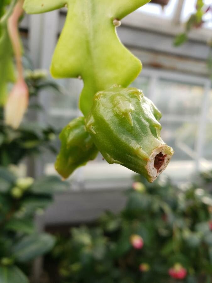 Fishbone cactus: The image features two fruits of Disocactus anguliger.