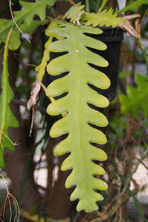 Fishbone cactus: Disocactus anguliger (syn. Epiphyllum anguliger ) cultivated in a greenhouse in the Botanical Garden of the University of Graz, Austria.