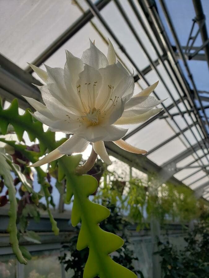 Fishbone cactus: The image features a flower of Disocactus anguliger.