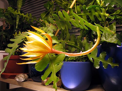 Fishbone cactus: Epiphytic cactus Epiphyllum anguliger ; habitus with one open flower (profile).