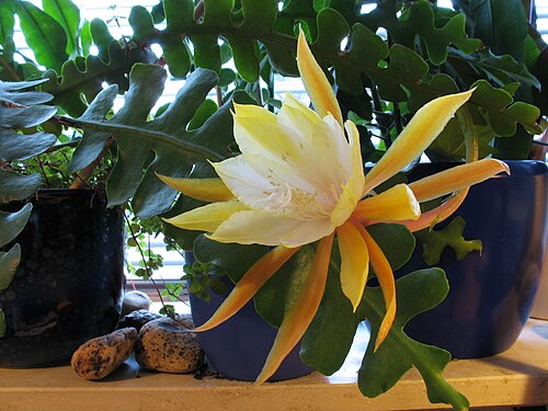 Fishbone cactus