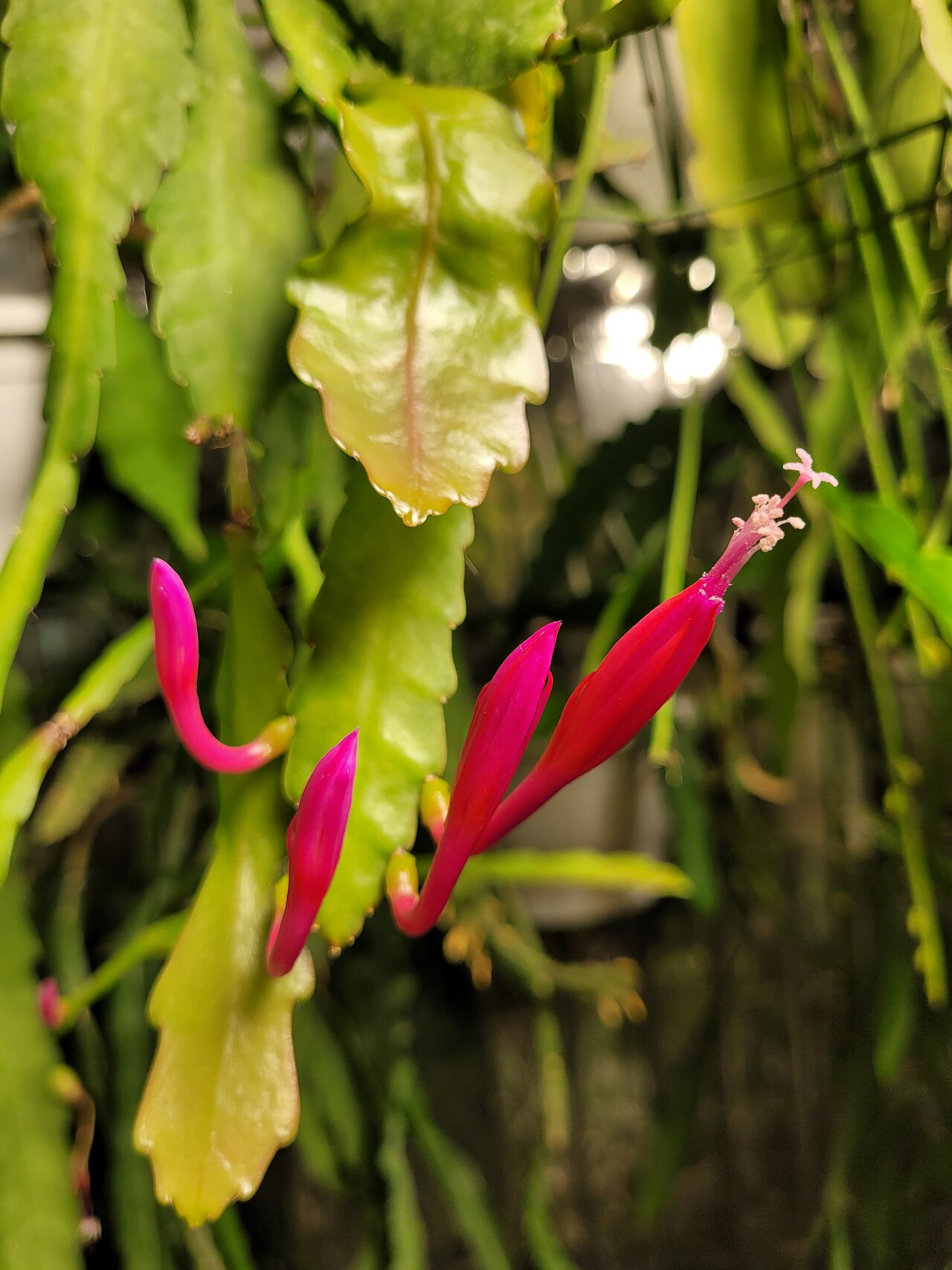Disocactus eichlamii: Disocactus eichlamii cloneID & collection data: Lautn99/4b Pacaya, Guatemala, 2200m MPA 411