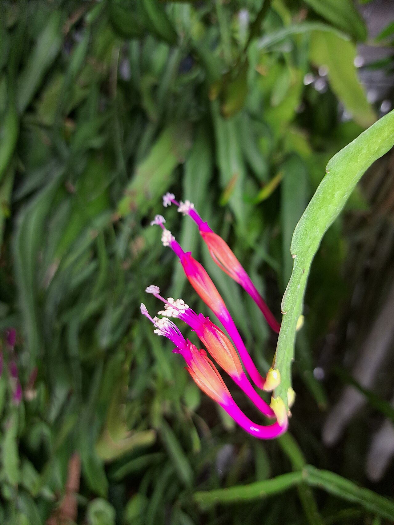 Disocactus eichlamii: Disocactus eichlamii from seed-grown plant from an accession near San Pedro Yepocapa, Chimaltenango, Guatemala
