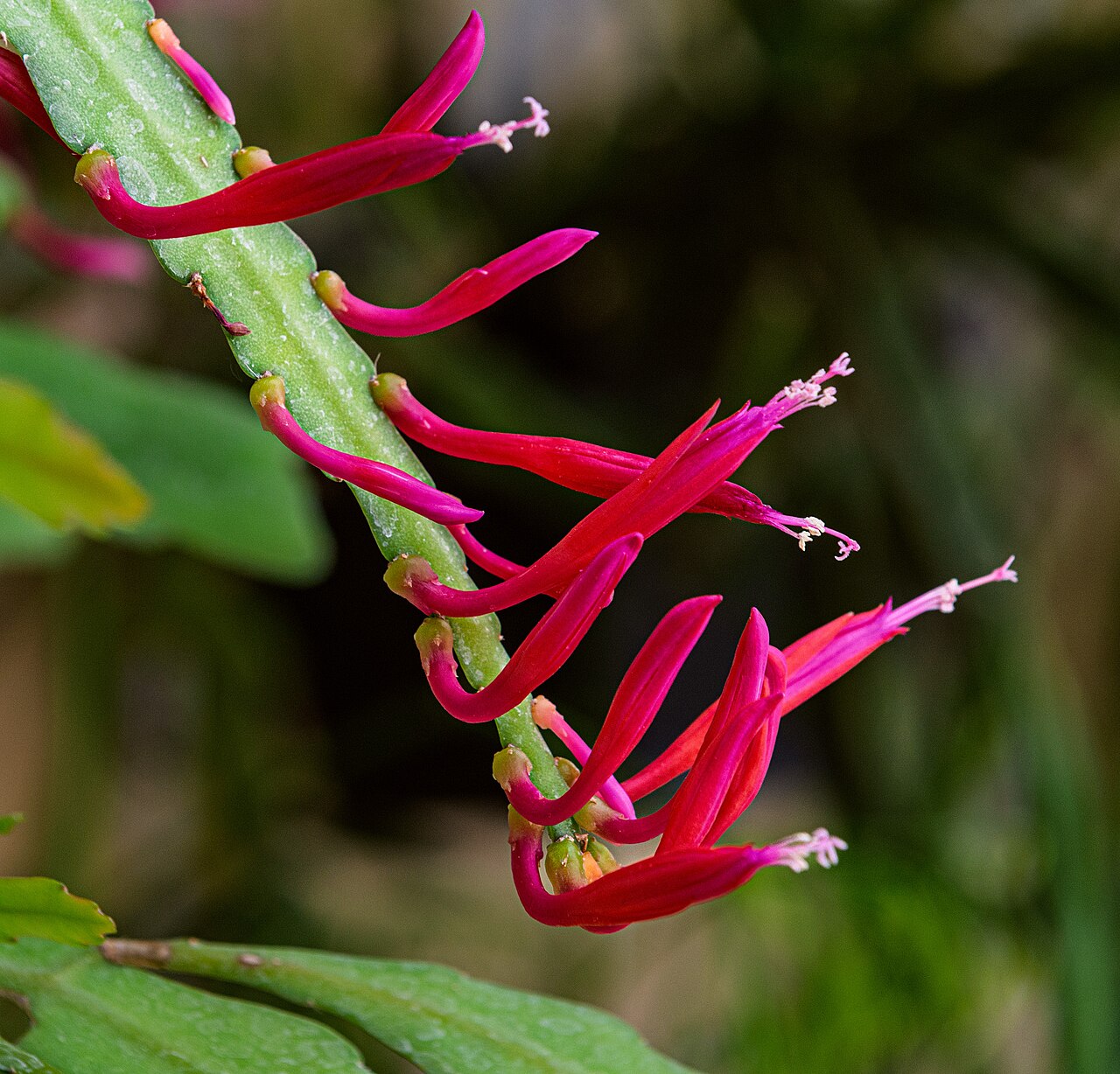 Disocactus eichlamii: Disocactus eichlamii im Botanischen Garten München