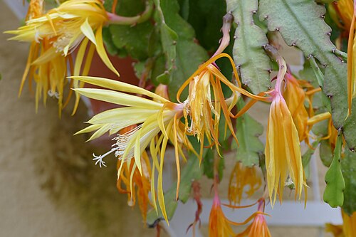 Disocactus macranthus: Disocactus macranthus in the botanical garden of Munich, Germany