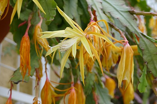 Disocactus macranthus: Disocactus macranthus in the botanical garden of Munich, Germany