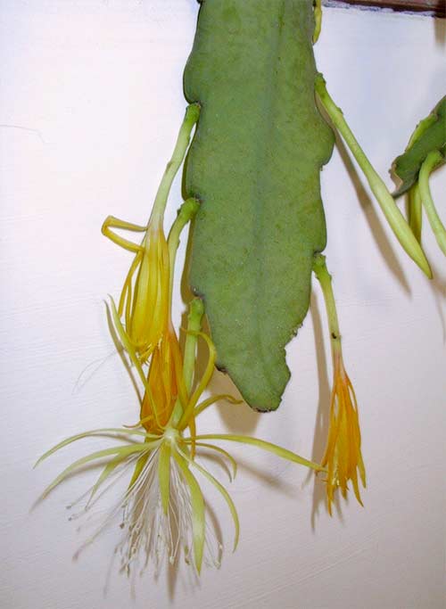 Disocactus macranthus: Disocactus macranthus
