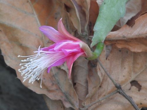 Disocactus nelsonii (Disocactus nelsonii)