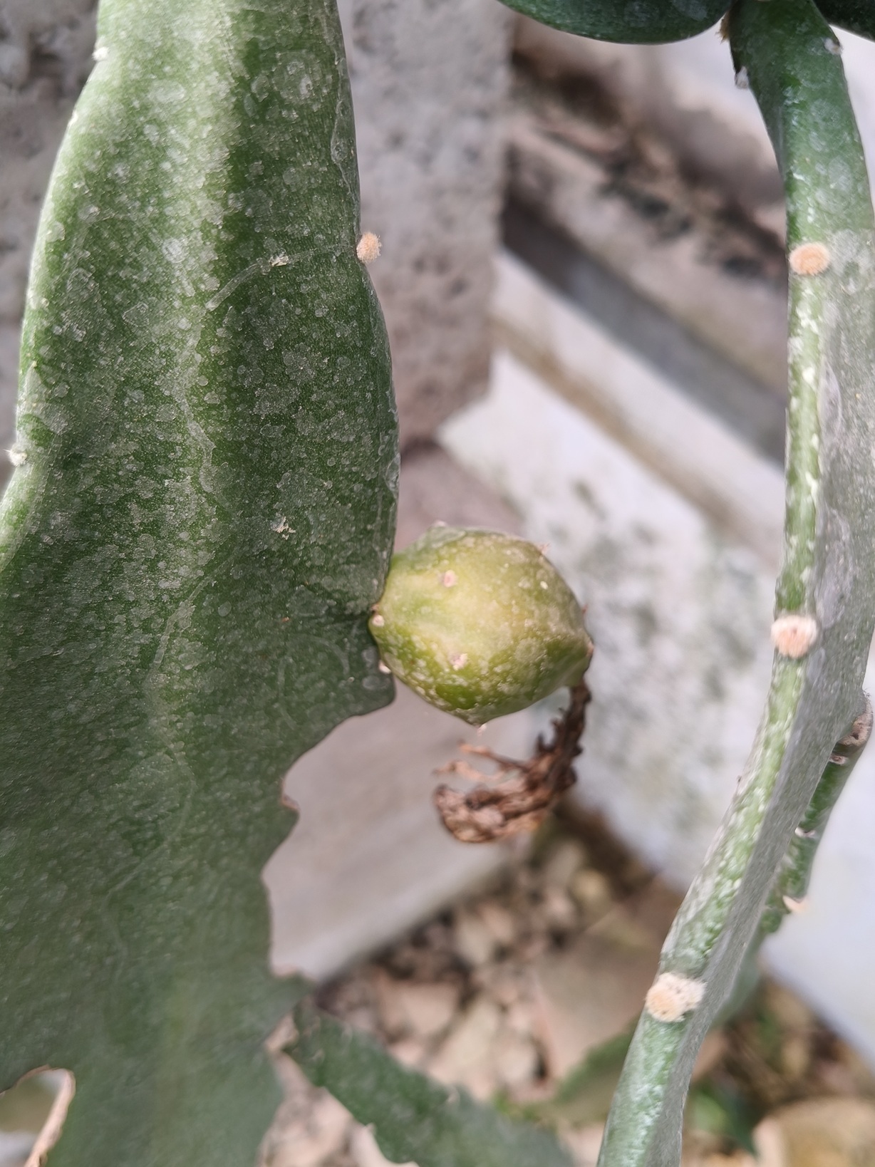 Disocactus nelsonii: Disocactus nelsonii in Mexico