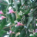 Disocactus nelsonii (Disocactus nelsonii)