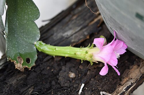 Disocactus nelsonii: Disocactus nelsonii in Mexico