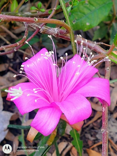 Disocactus nelsonii (Disocactus nelsonii)