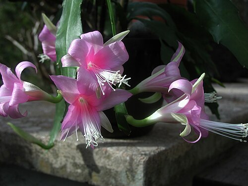 Disocactus nelsonii: Disocactus nelsonii in Kultur