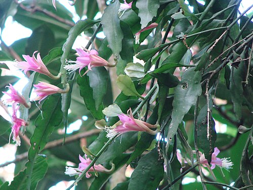 Disocactus nelsonii: Disocactus nelsonii in Mexico