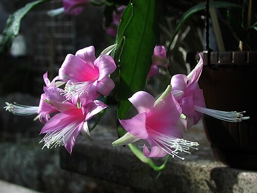 Disocactus nelsonii: Disocactus nelsonii in Kultur