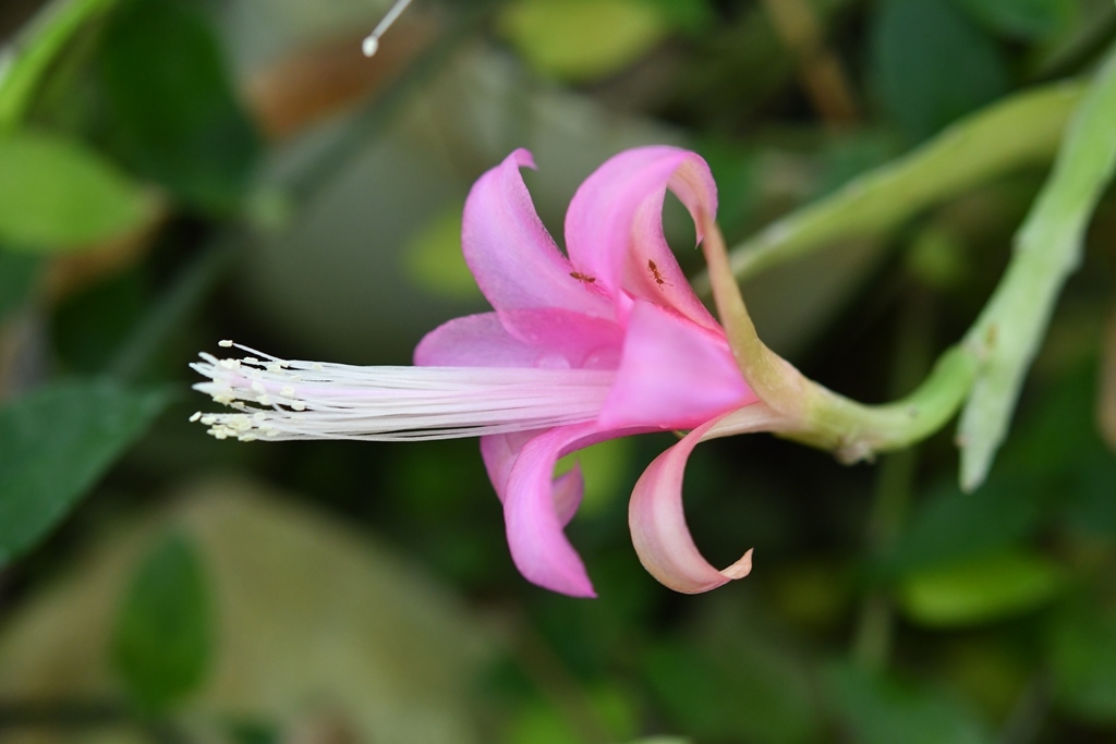 Disocactus nelsonii: Disocactus nelsonii in Mexico