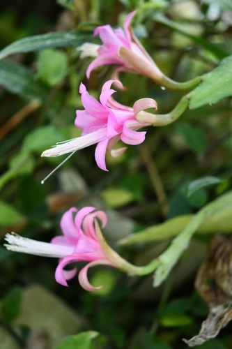 Disocactus nelsonii (Disocactus nelsonii)