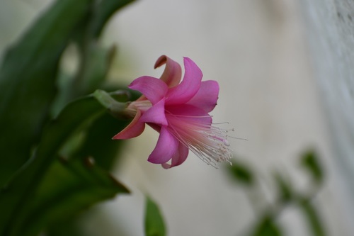 Disocactus nelsonii (Disocactus nelsonii)