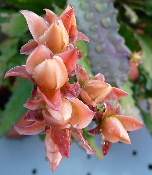 Cactus: Jeunes fleurs non ouvertes de Disocactus phyllanthoides