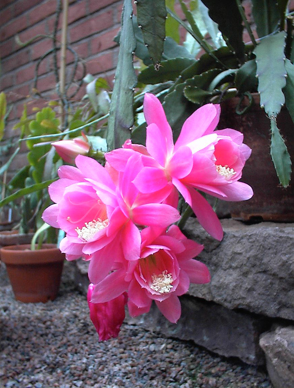 Cactus: Disocactus phyllanthoides