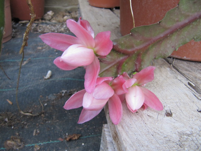 Cactus: Disocactus phyllanthoides