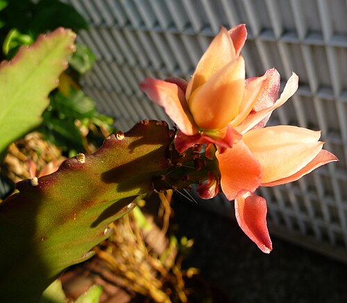 Cactus: Jeunes fleurs non ouvertes de l' Impératrice allemande ( Disocactus phyllanthoides ) . Lumière de fin de journée.