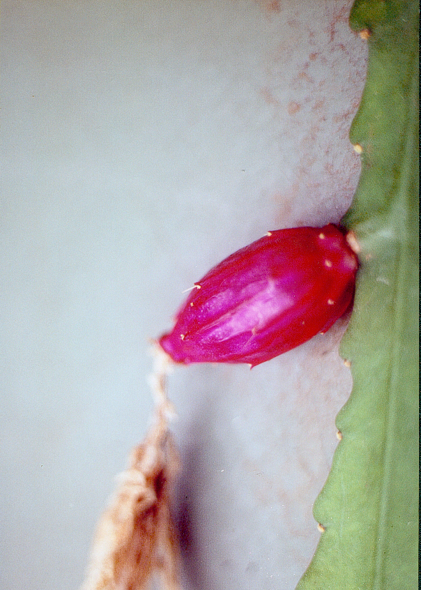 Cactus: Disocactus phyllanthoides