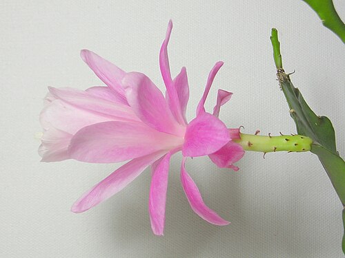 Cactus: Disocactus phyllanthoides Creative Commons Licence BY 2.0 Quellenangabe / Credit: Photo by Maja Dumat - flickr.com