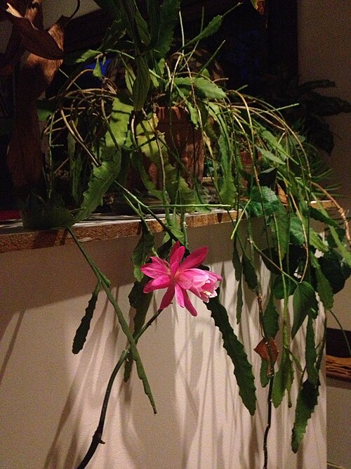 Cactus: This is a 5 year old cutting from my Grandmother's cactus which was pictured in a pot on her porch as early as 1957. Note the unusually long leathery leaves and