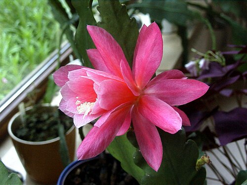 Cactus: Single flower of a "German Empress", a cultivar of the epiphytic cactus Disocactus phyllanthoides .