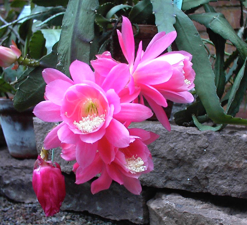 Cactus: Disocactus phyllanthoides