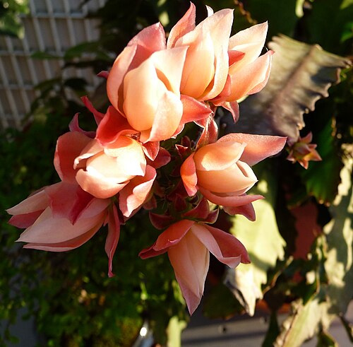Cactus: Jeunes fleurs non ouvertes de Disocactus phyllanthoides. Lumière de fin de journée.