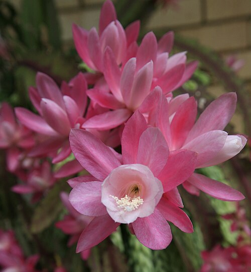 Cactus: Disocactus phyllanthoides