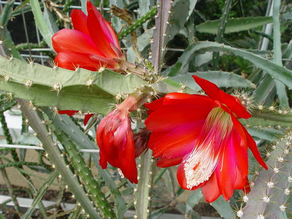 Disocactus speciosus: Disocactus speciosus subsp. speciosus