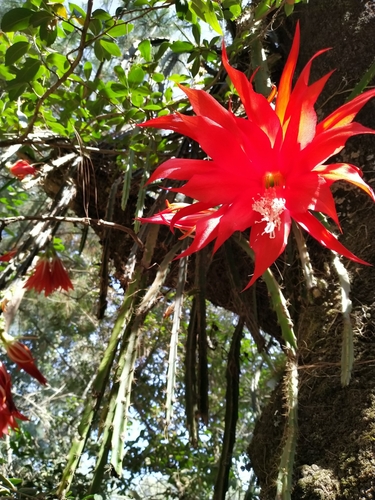 Disocactus speciosus (Disocactus speciosus)