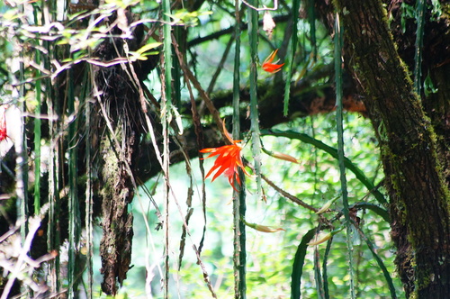 Disocactus speciosus (Disocactus speciosus)