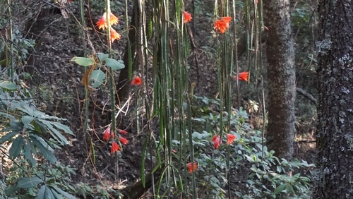 Disocactus speciosus (Disocactus speciosus)