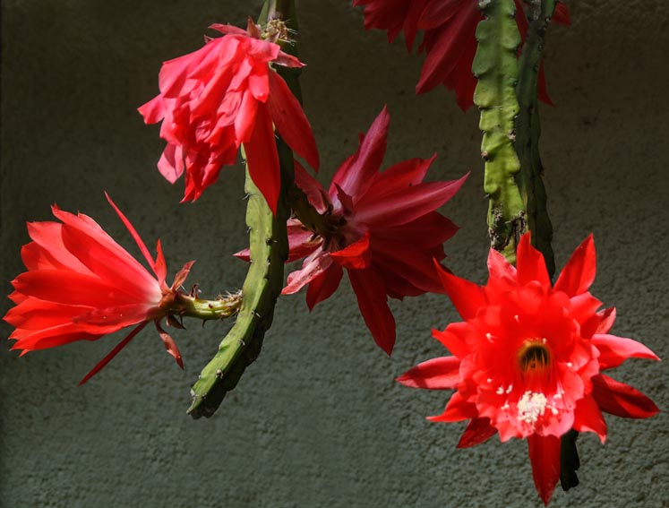 Disocactus speciosus: Disocactus with a 9 cm large flower