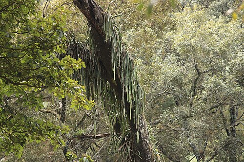 Disocactus speciosus: Disocactus speciosus speciosus in Mexico